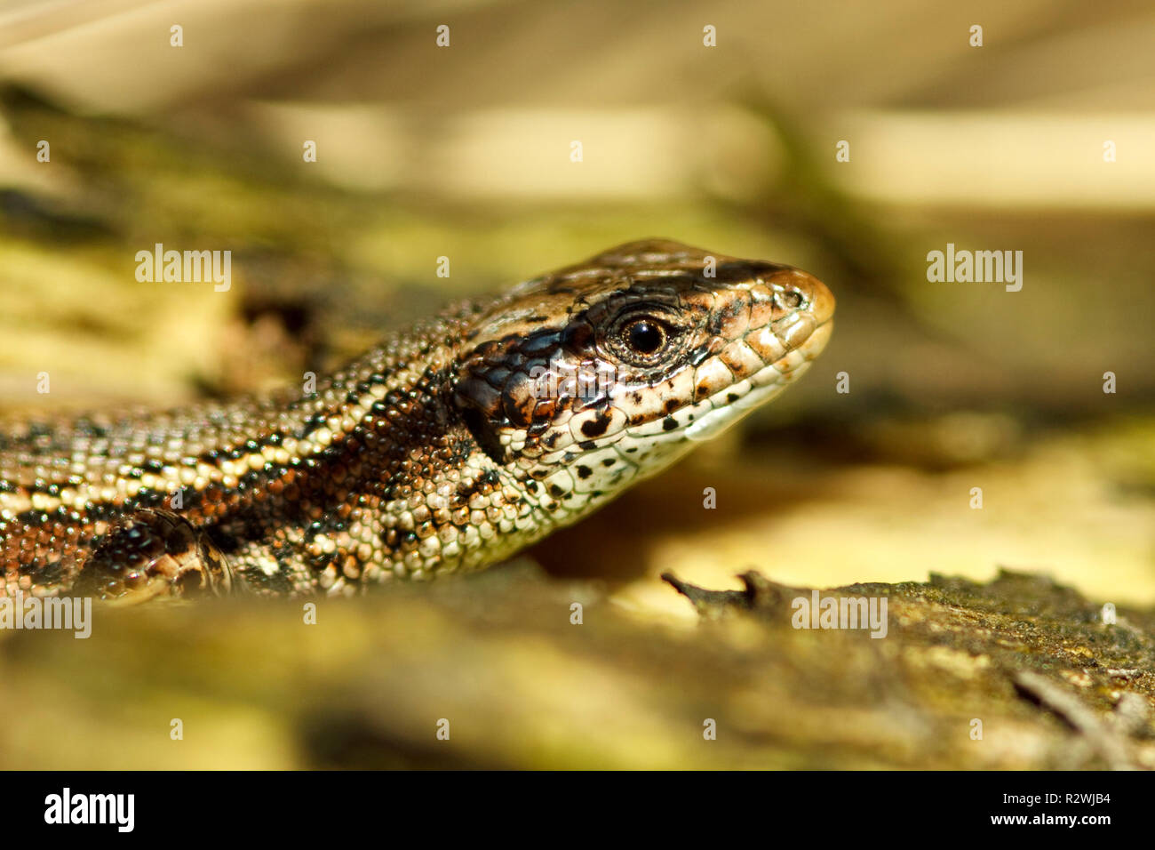 Lézard - Zootoca vivipara moor Banque D'Images