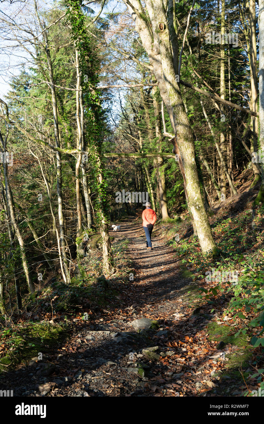 Une femme dans un manteau de couleur vive promener son chien dans la forêt au début du matin. Banque D'Images