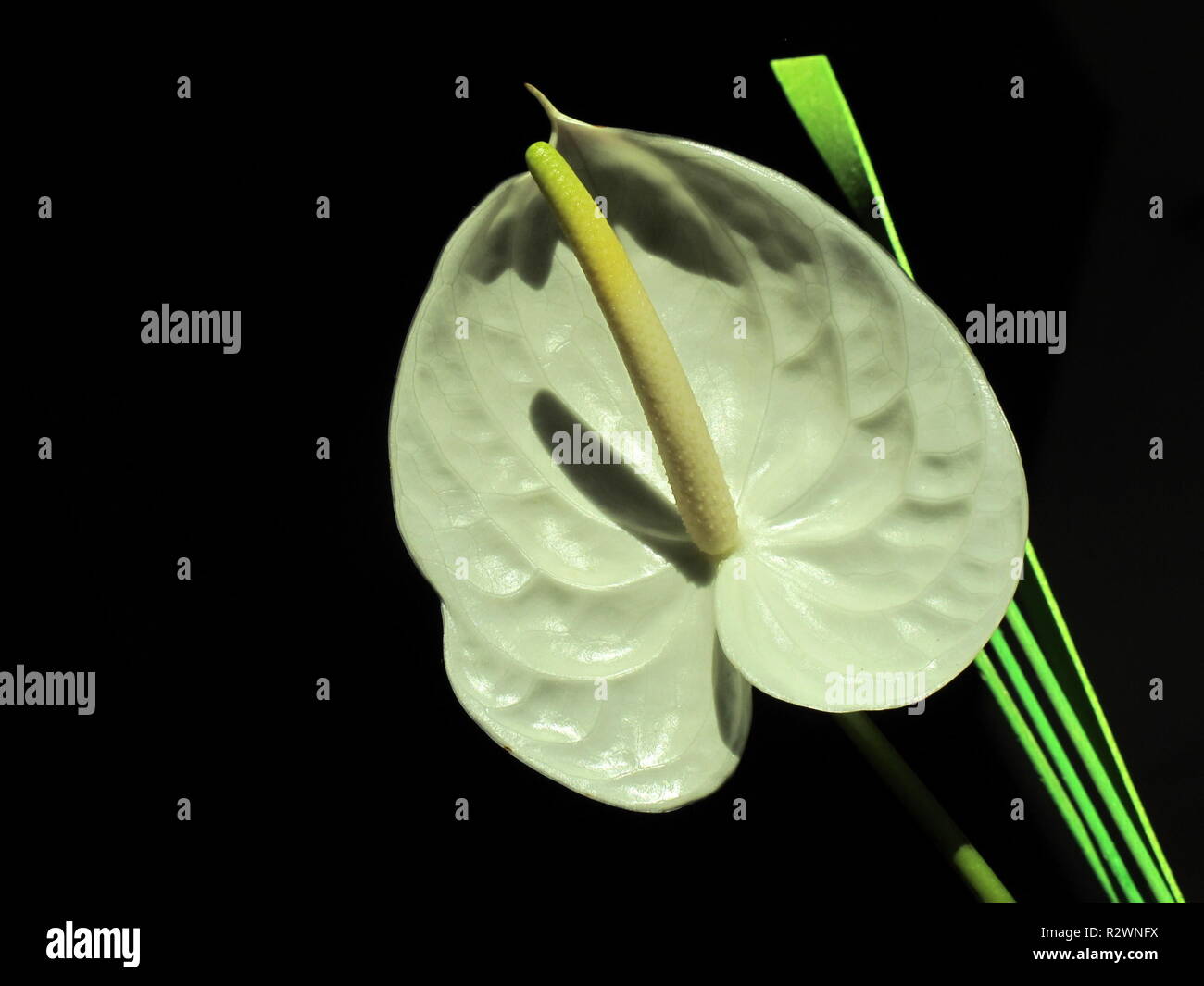 anthurium blanc Banque D'Images