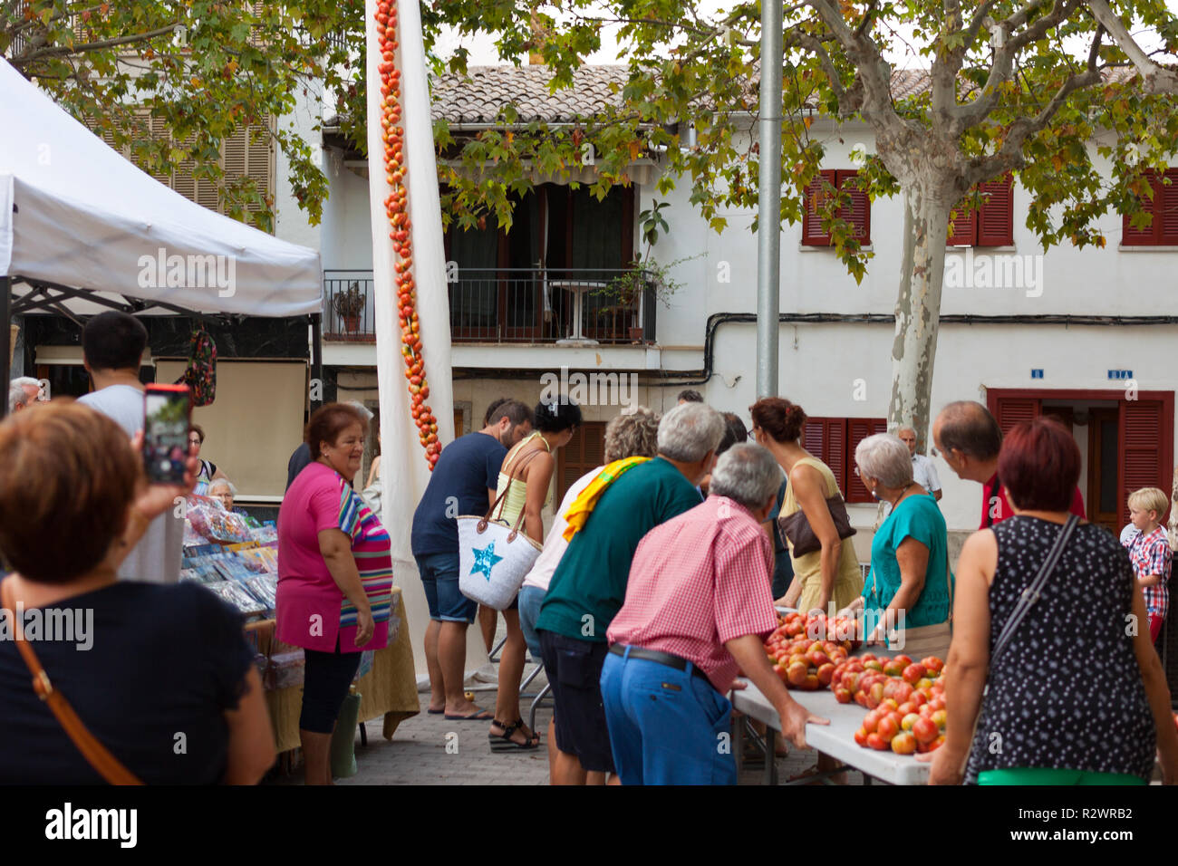 MARIA DE LA SALUT, Majorque, Espagne - 10 août 2018 : tomates lier ensemble pour former les grappes suspendues au cours de Tomate 'juste' Night Ramellet Banque D'Images