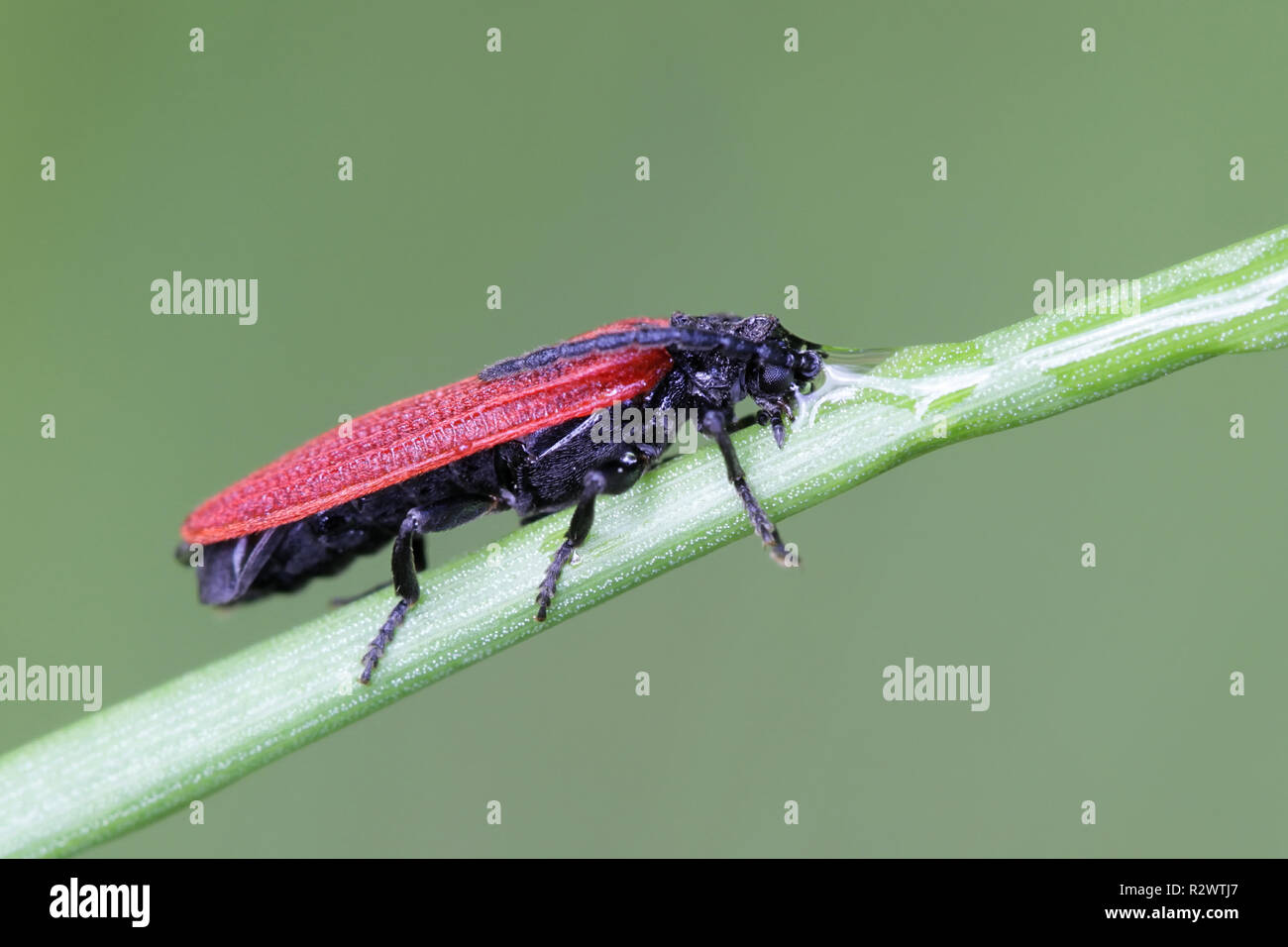 Net Golden-winged beetle soldat, Dictyopteris aurora Banque D'Images