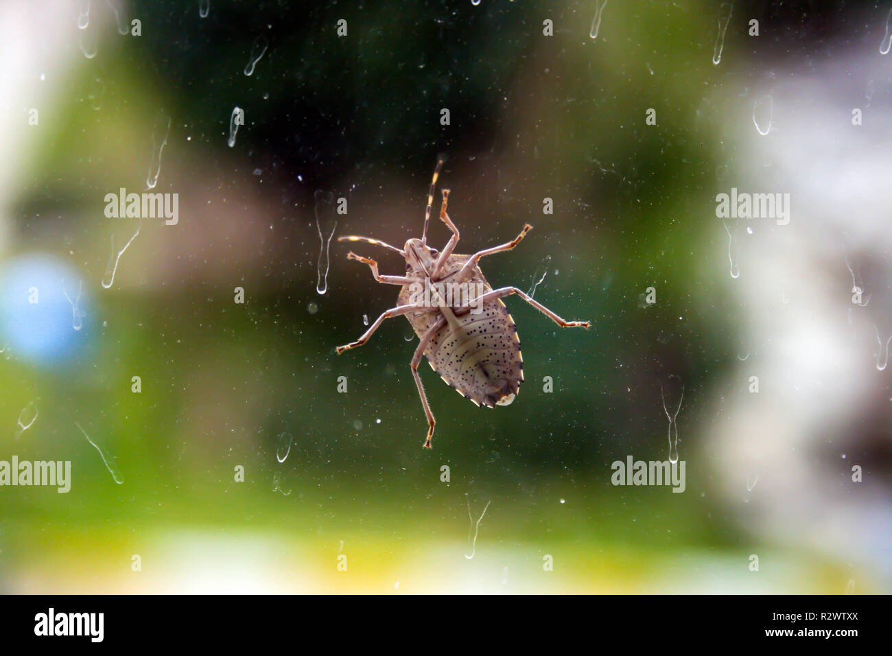 Gros plan d'un bouclier brun bug sur la fenêtre. Banque D'Images