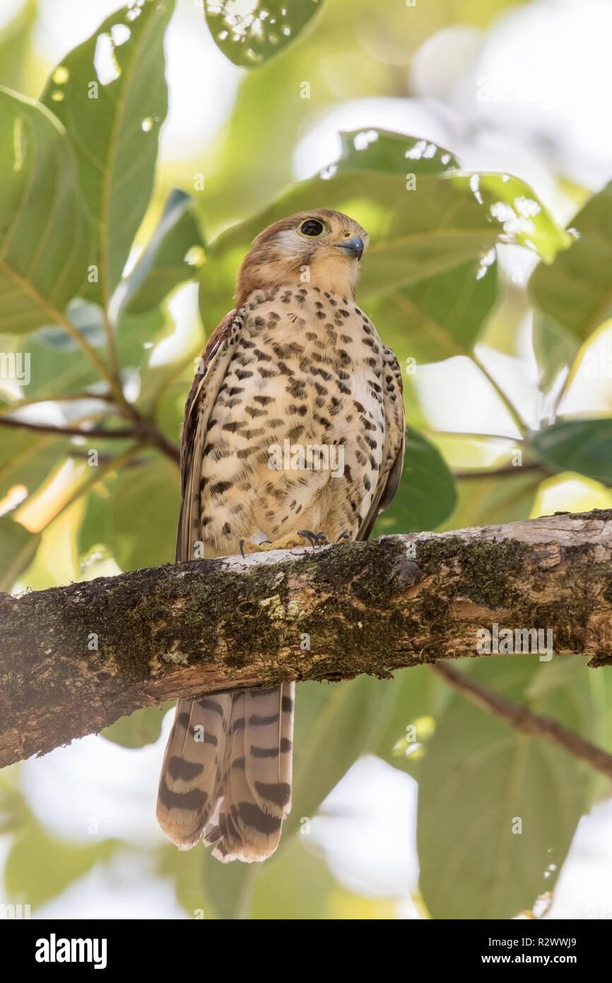 Maurice kestrel Falco punctatus perché sur une branche d'arbre, l'Ile Maurice Banque D'Images