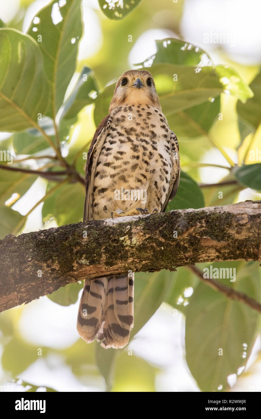 Maurice kestrel Falco punctatus perché sur une branche d'arbre, l'Ile Maurice Banque D'Images