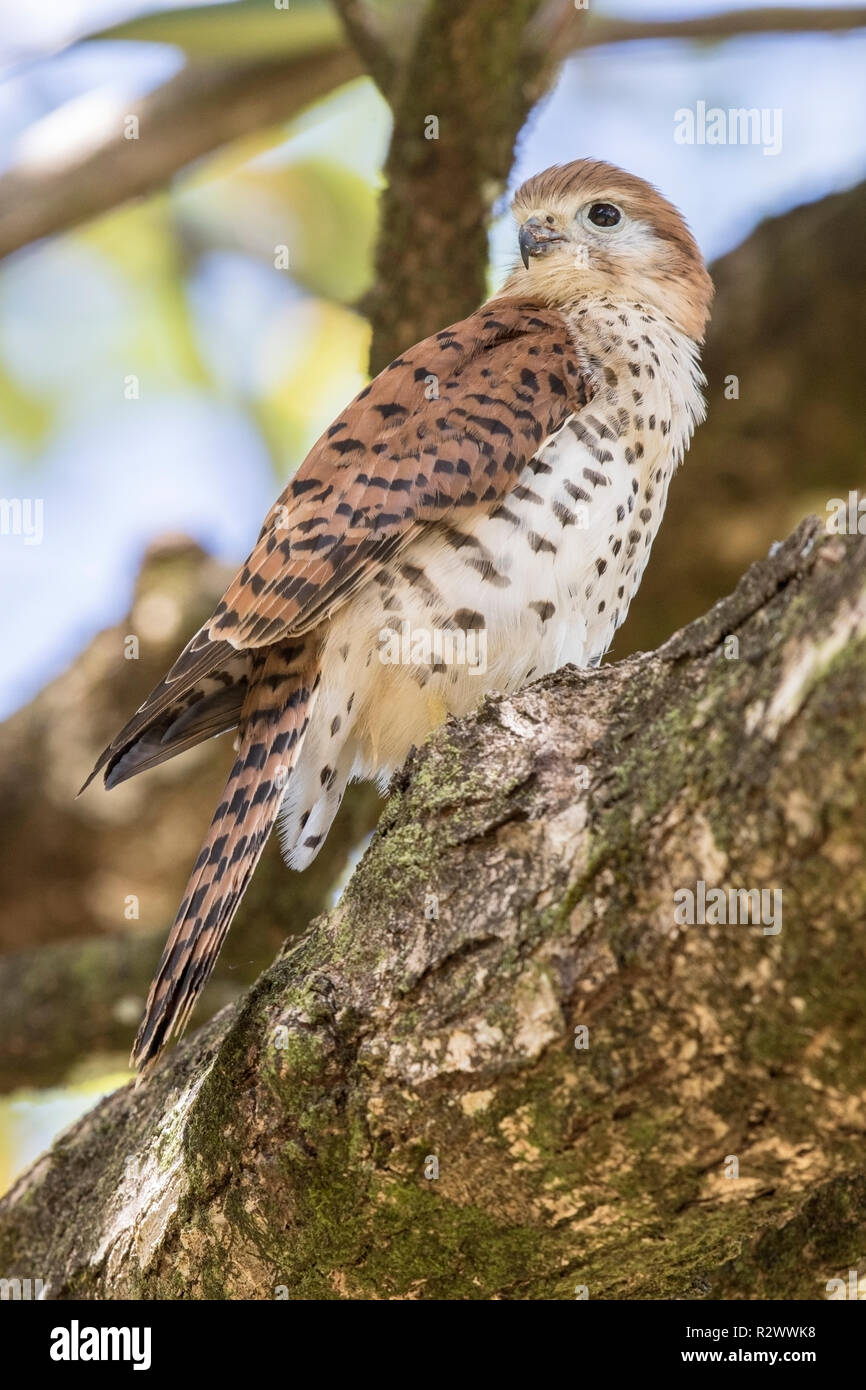 Maurice kestrel Falco punctatus perché sur une branche d'arbre, l'Ile Maurice Banque D'Images