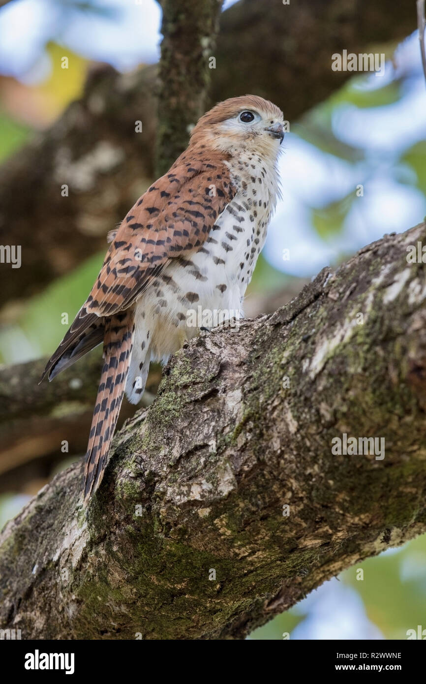 Maurice kestrel Falco punctatus perché sur une branche d'arbre, l'Ile Maurice Banque D'Images