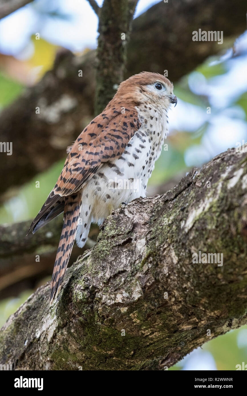 Maurice kestrel Falco punctatus perché sur une branche d'arbre, l'Ile Maurice Banque D'Images