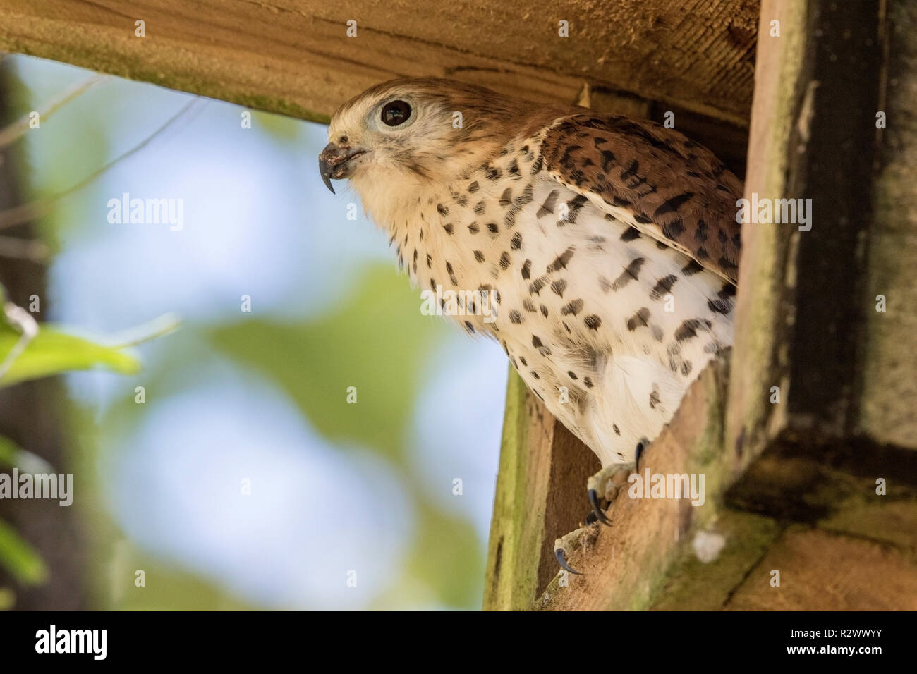 Maurice kestrel Falco punctatus femelle adulte perché à l'entrée de nichoirs artificiels, l'Ile Maurice Banque D'Images