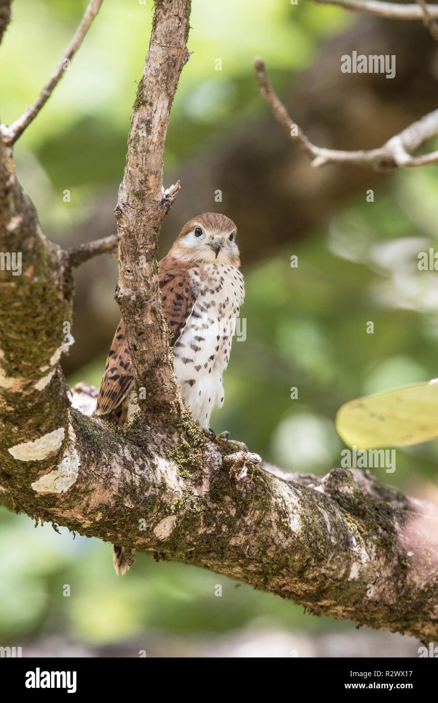 Maurice kestrel Falco punctatus perché sur une branche d'arbre, l'Ile Maurice Banque D'Images