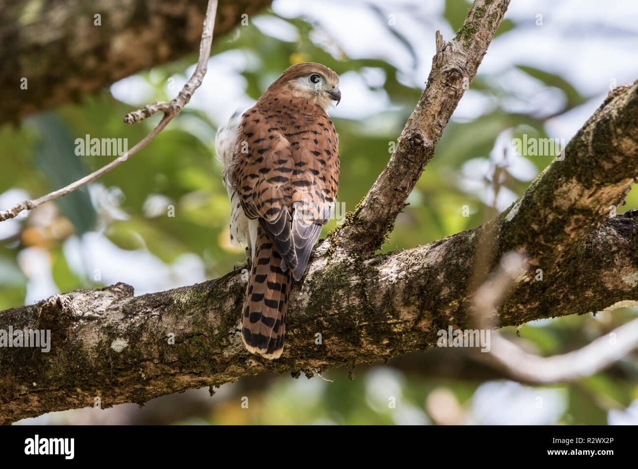 Maurice kestrel Falco punctatus perché sur une branche d'arbre, l'Ile Maurice Banque D'Images