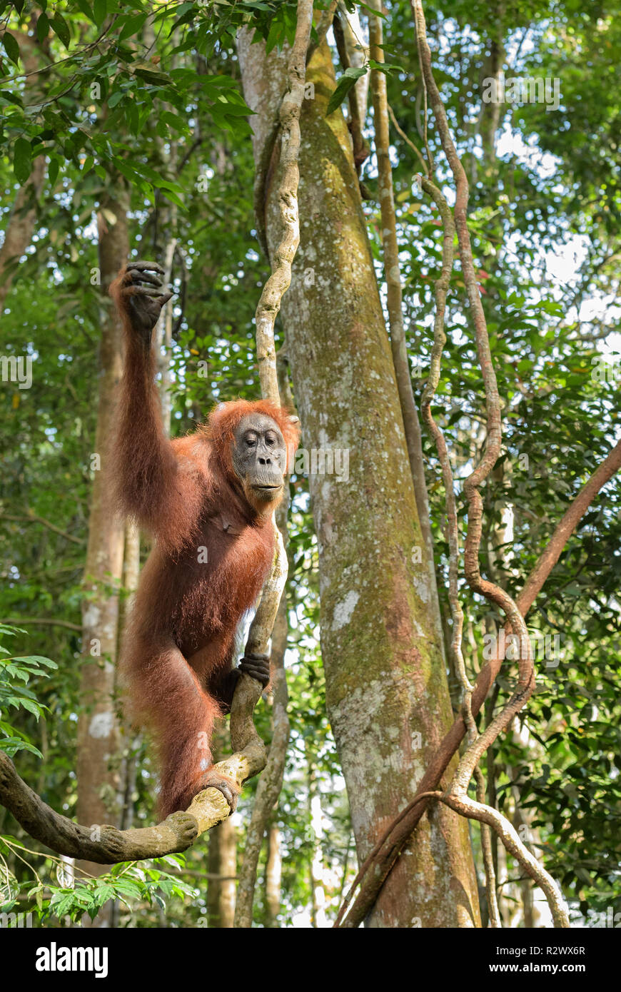 Orang-outan de Sumatra - Pongo abelii, primate hominidé de forêts de Sumatra, en Indonésie. Banque D'Images