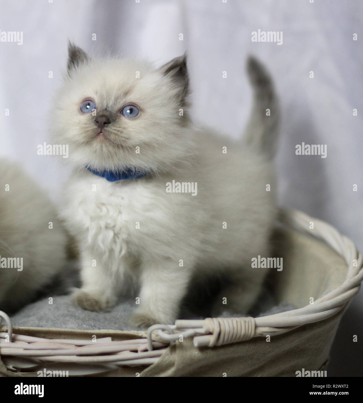 Chatons Ragdoll Banque D'Images