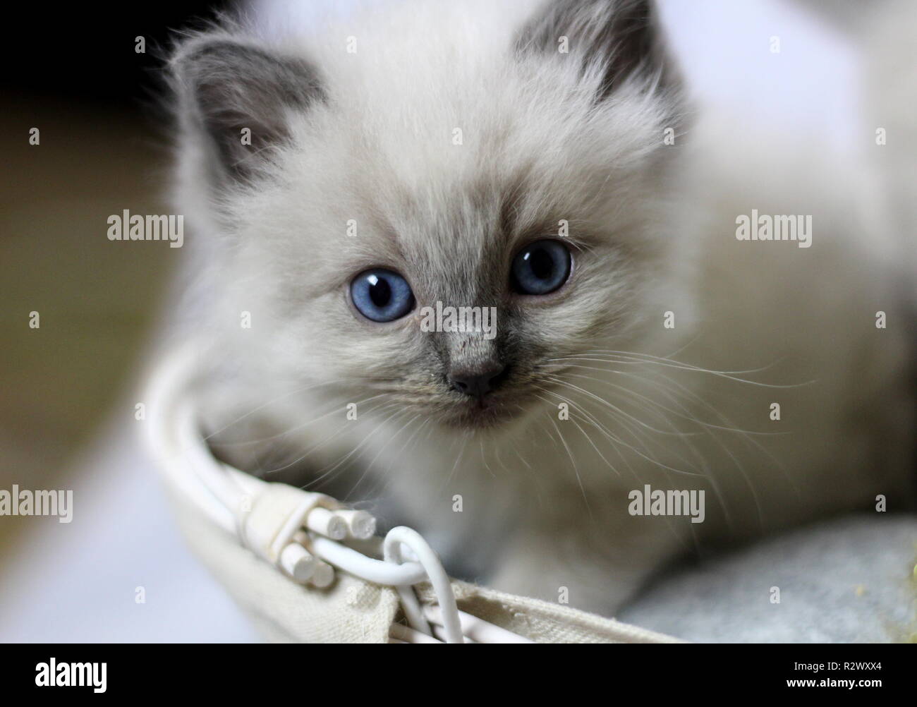 Chatons Ragdoll Banque D'Images