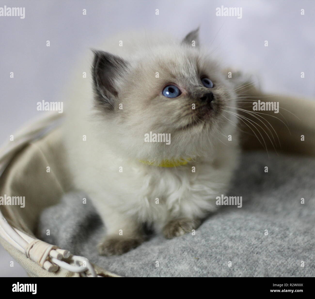 Chatons Ragdoll Banque D'Images