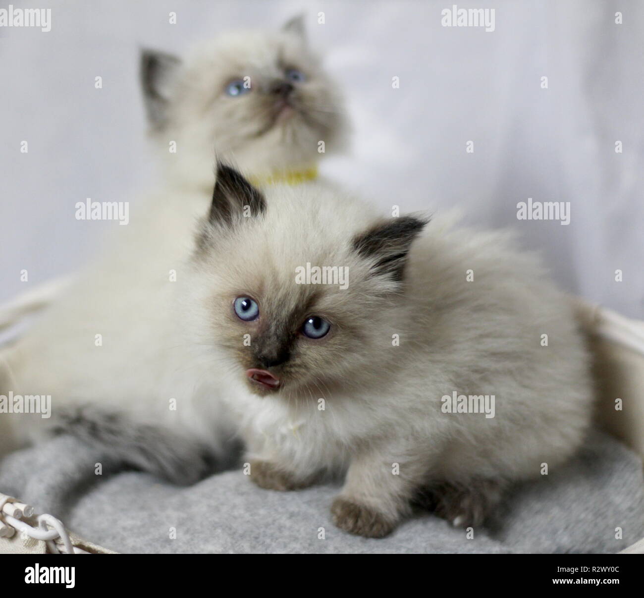 Chatons Ragdoll Banque D'Images