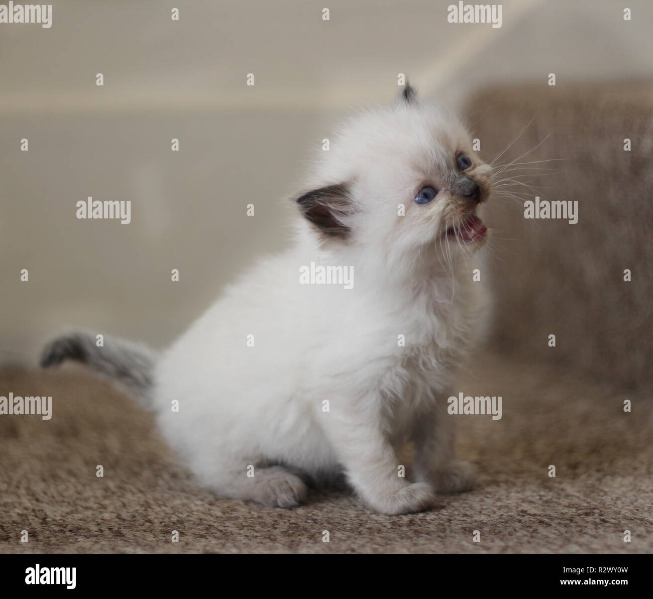Chatons Ragdoll Banque D'Images