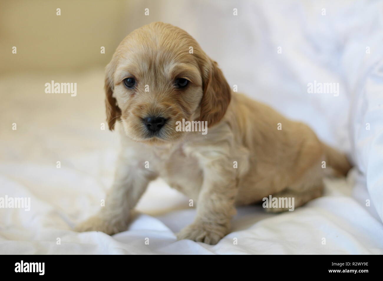 Chiots Cockapoo Banque D'Images