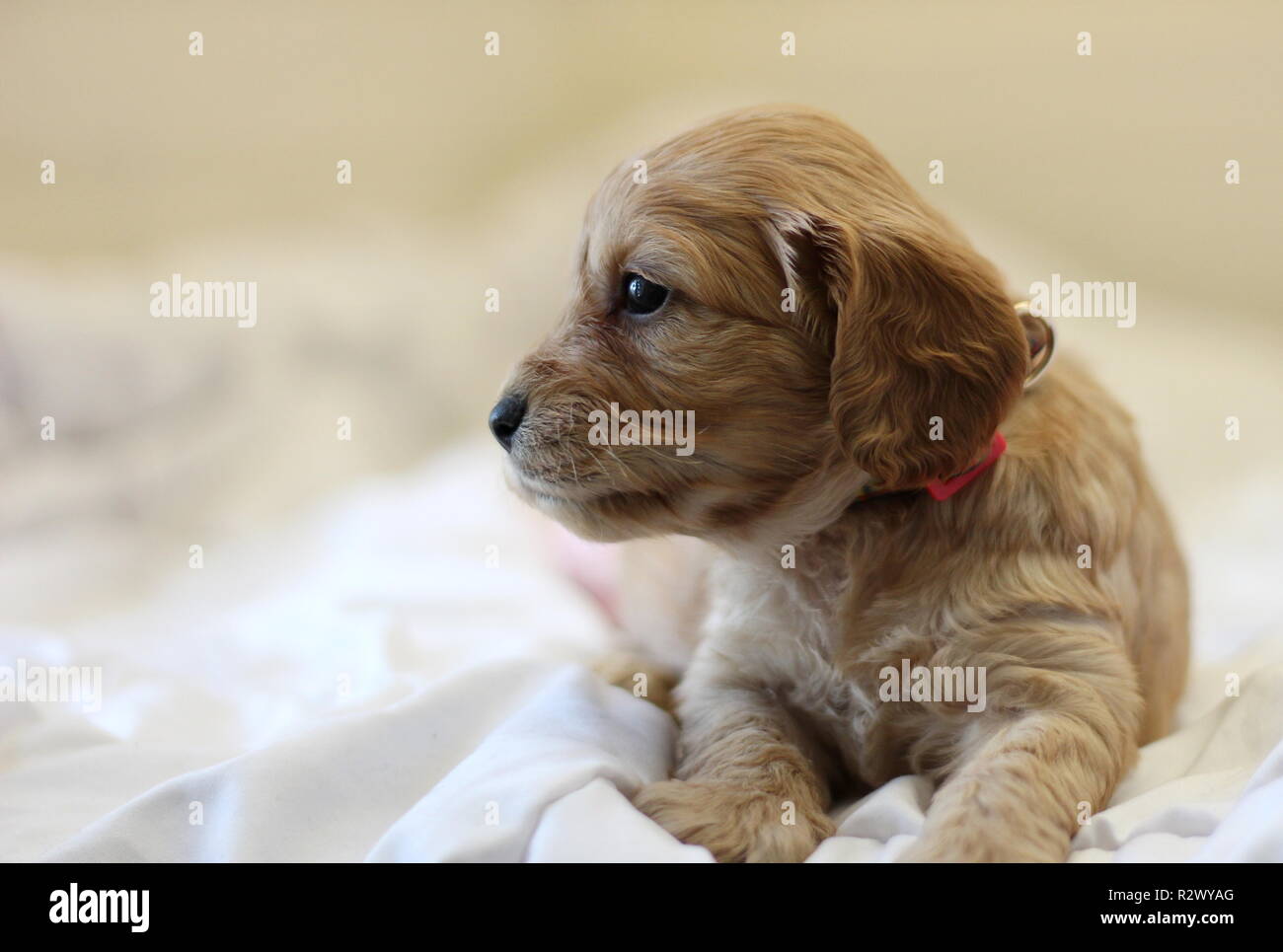 Chiots Cockapoo Banque D'Images
