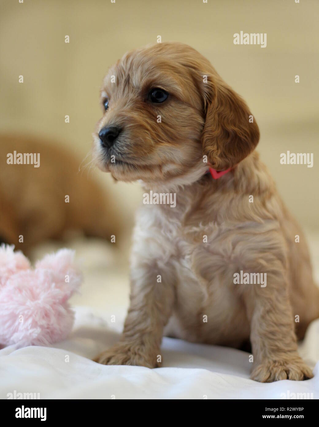 Chiots Cockapoo Banque D'Images