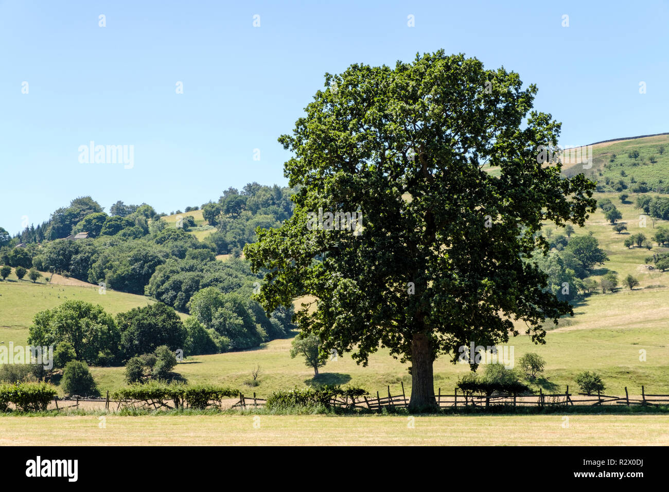 Campagne anglaise en été. Un arbre et une vieille clôture cassée au pied de collines près de Peak District Offerton, Peak District, Derbyshire, Angleterre, RU Banque D'Images