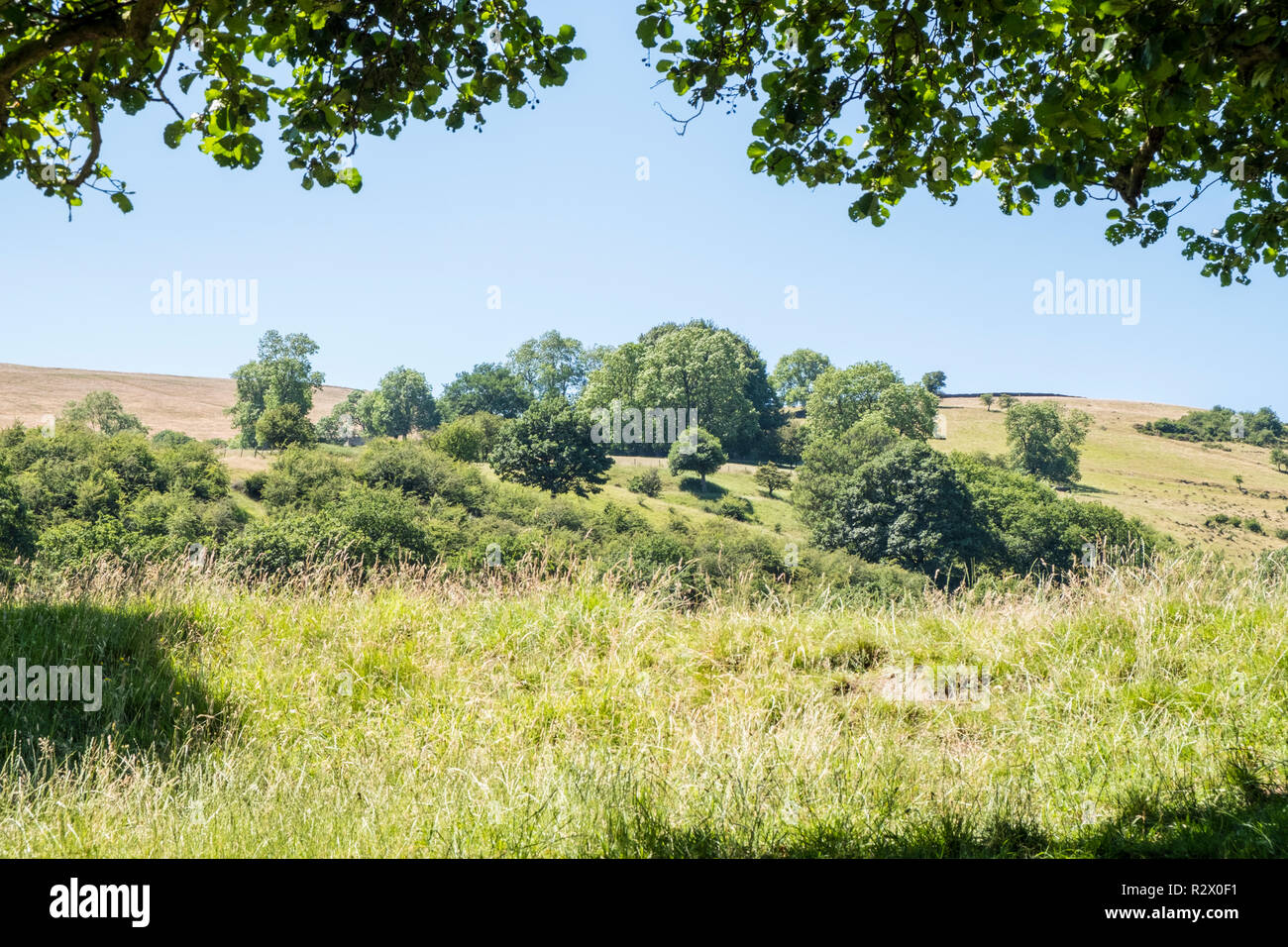 Campagne anglaise en été. Une colline avec des arbres près de Offerton, Derbyshire, Angleterre, RU Banque D'Images