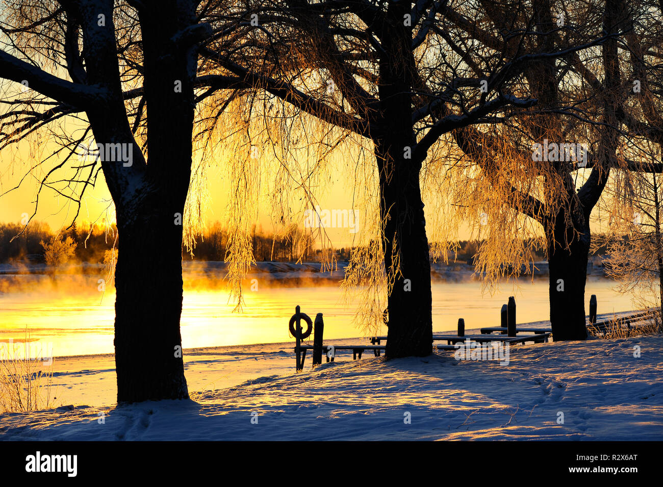 Le givre blanc couvert de saules (Salix alba) au paysage d'hiver par le contre-jour coucher de soleil. Banque D'Images