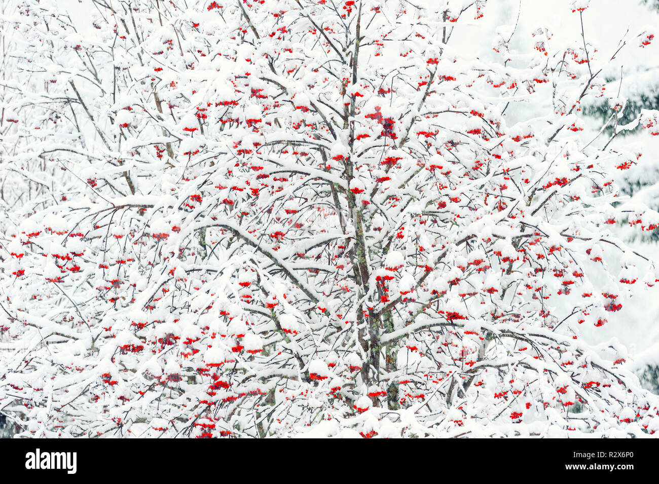 Forêt d'hiver - Rowan Tree couverte de neige Banque D'Images