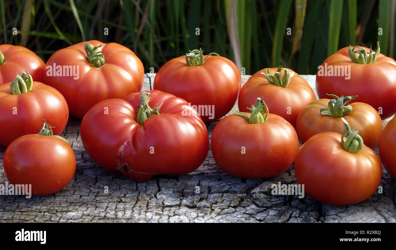 La Tomate (variété française : Marmande) récolte du potager jardin de Suzanne, Le Pas, Mayenne, Pays de la Loire, France. Banque D'Images