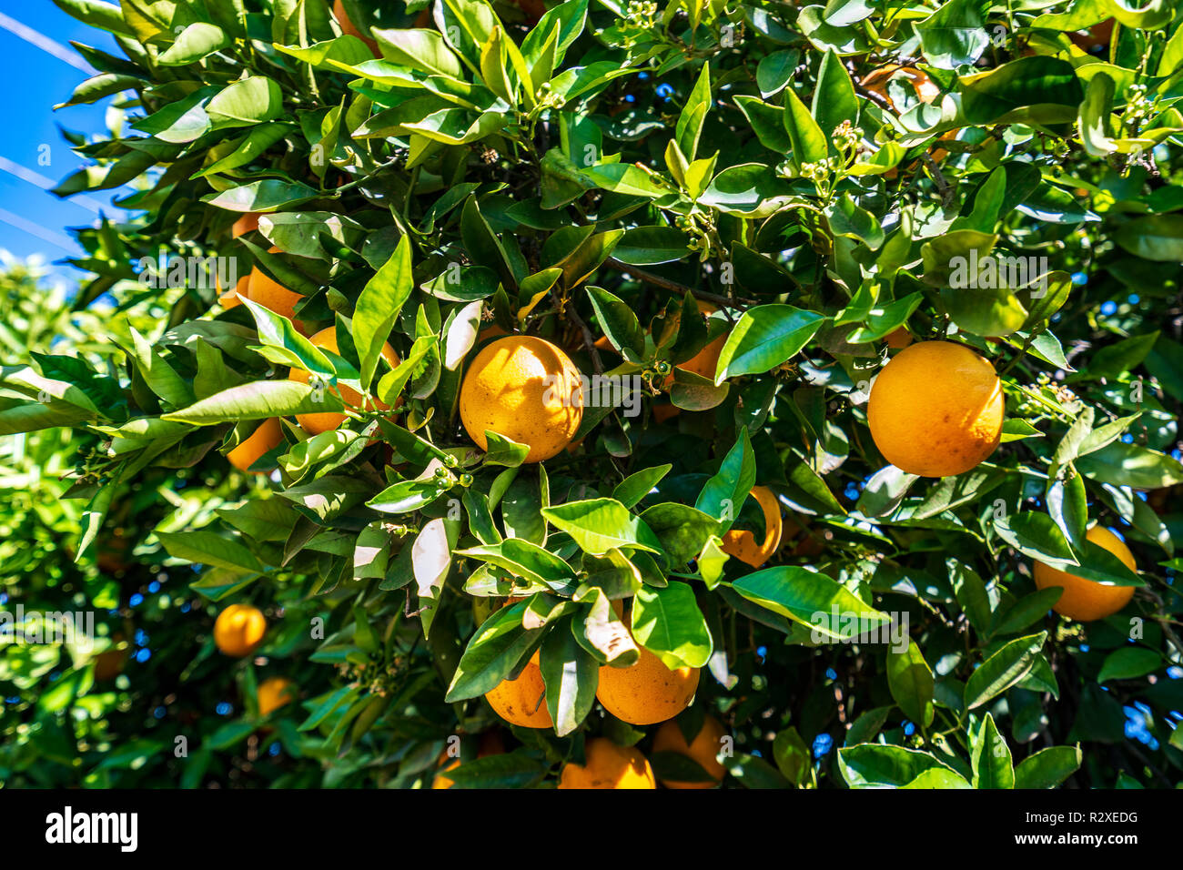 Les oranges qui poussent sur un arbre Banque D'Images