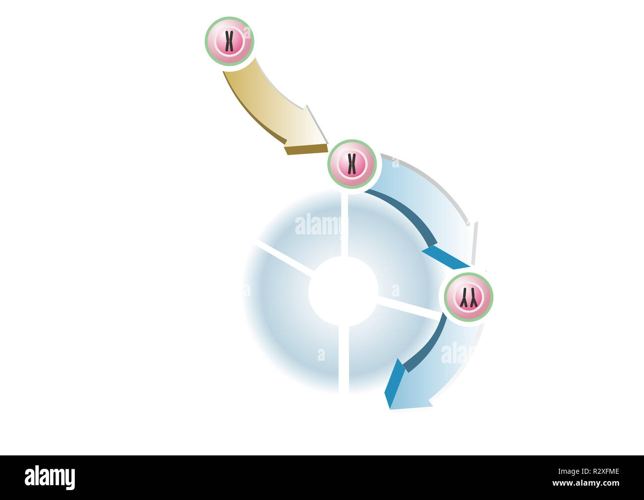 division cellulaire Banque D'Images