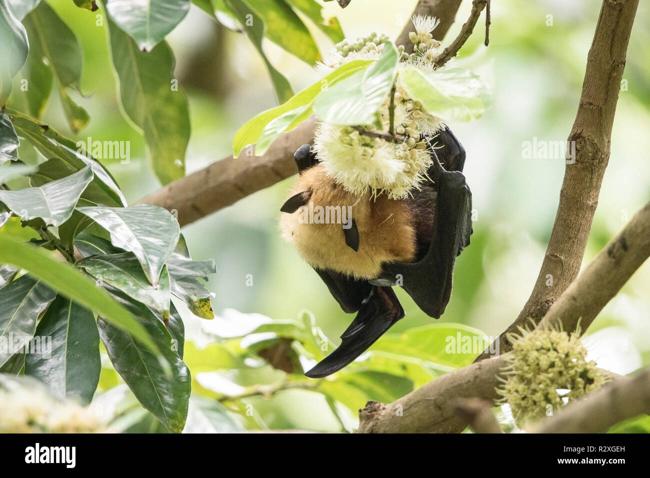 Seychelles flying fox Pteropus seychellensis hot se nourrissant de fleur, Mahe, Seychelles, océan Indien Banque D'Images