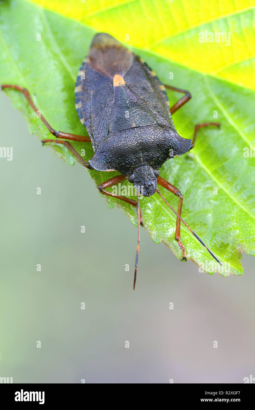 Protection des forêts ou de bug, shieldbug Pentatoma rufipes Banque D'Images