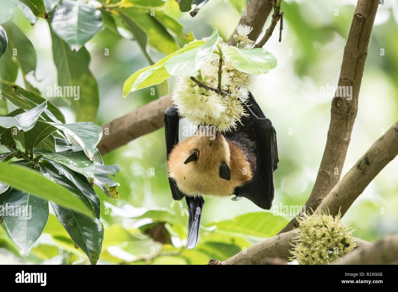 Seychelles flying fox Pteropus seychellensis hot se nourrissant de fleur, Mahe, Seychelles, océan Indien Banque D'Images
