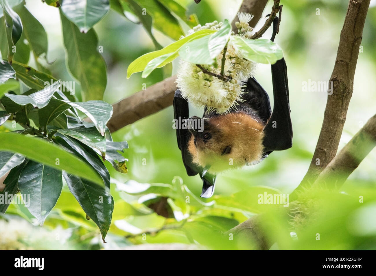 Seychelles flying fox Pteropus seychellensis hot se nourrissant de fleur, Mahe, Seychelles, océan Indien Banque D'Images