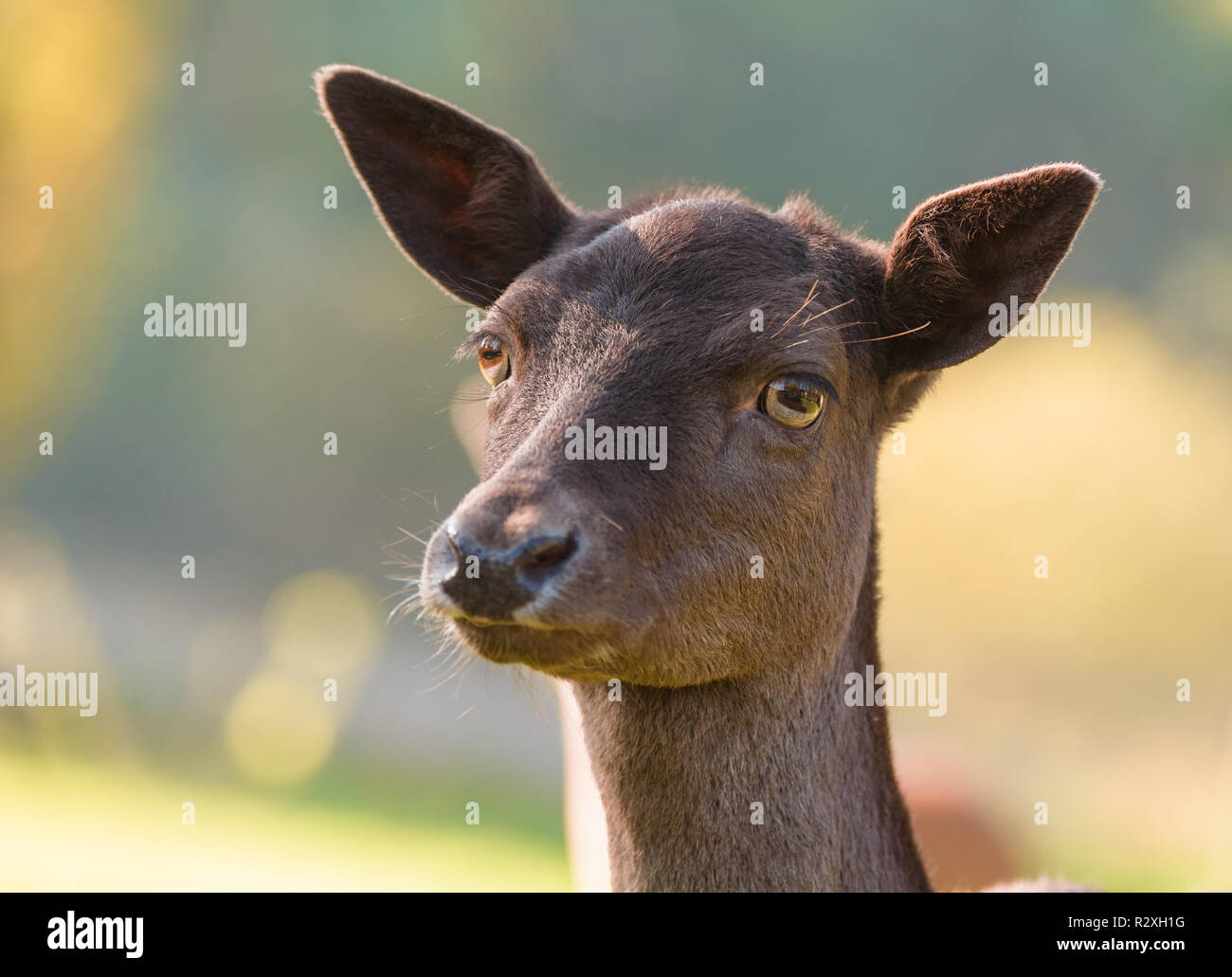 Portrait d'un cerf Banque D'Images