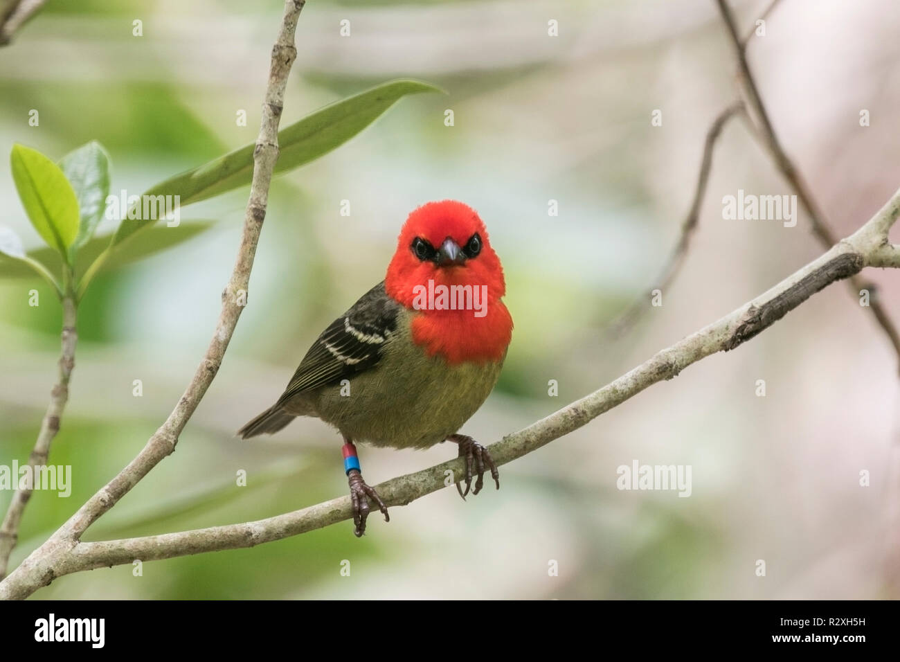 Maurice fody Foudia rubra mâle adulte perché sur arbre sur l'île de Ile aux Aigrettes, Ile Maurice, océan Indien Banque D'Images