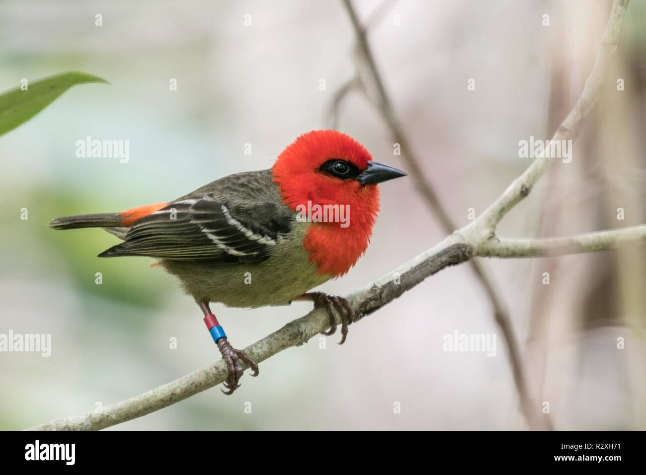 Maurice fody Foudia rubra mâle adulte perché sur arbre sur l'île de Ile aux Aigrettes, Ile Maurice, océan Indien Banque D'Images