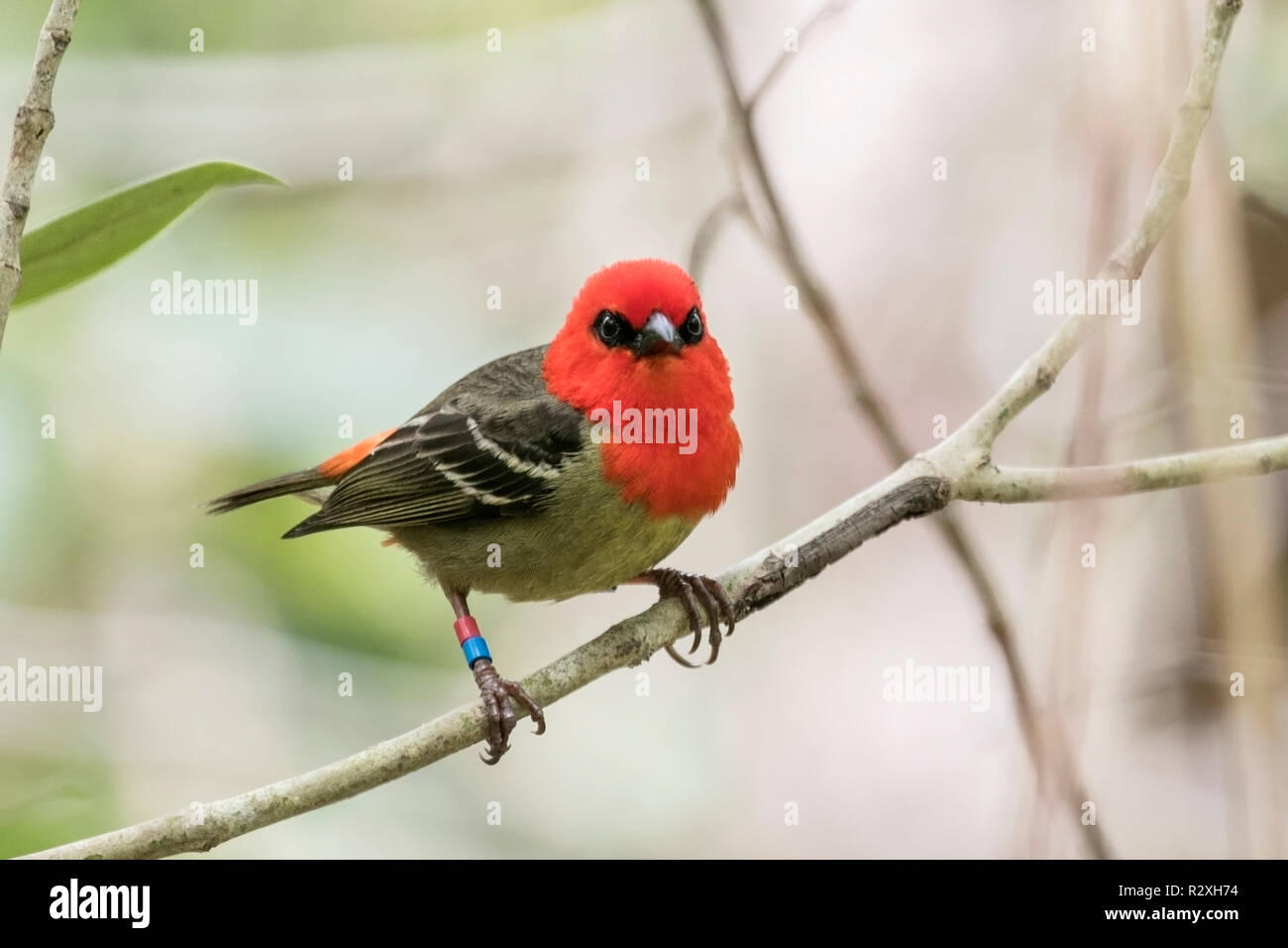 Maurice fody Foudia rubra mâle adulte perché sur arbre sur l'île de Ile aux Aigrettes, Ile Maurice, océan Indien Banque D'Images
