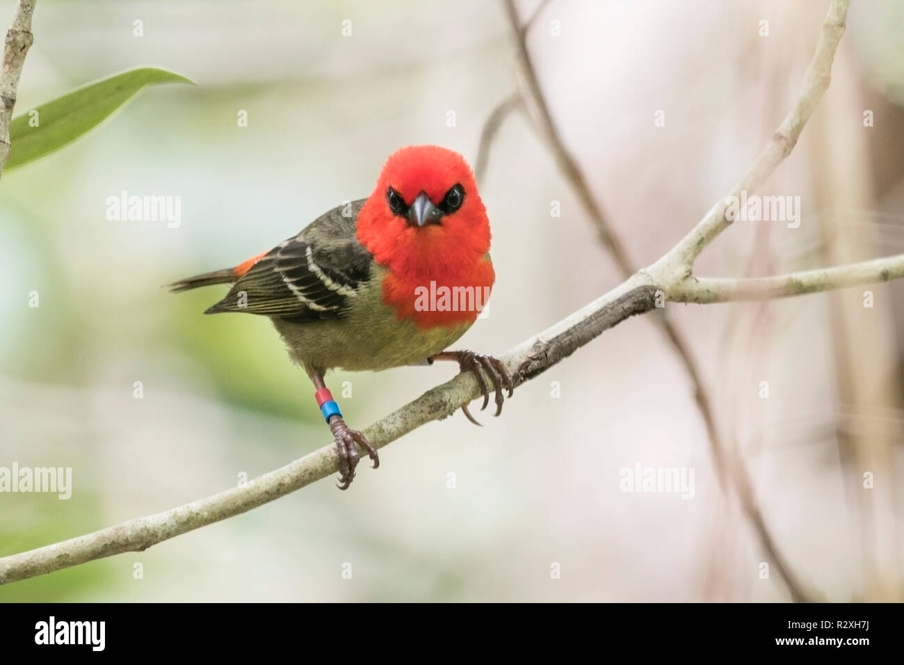 Maurice fody Foudia rubra mâle adulte perché sur arbre sur l'île de Ile aux Aigrettes, Ile Maurice, océan Indien Banque D'Images
