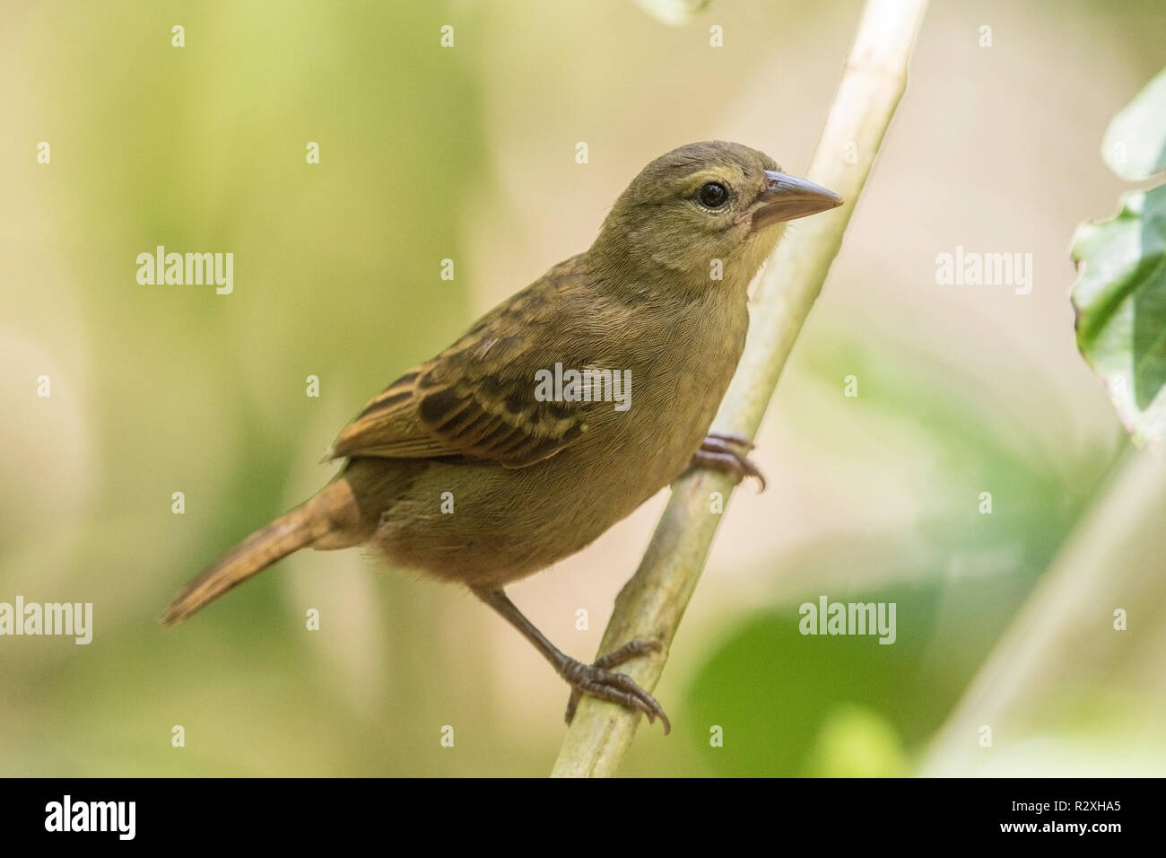 Fody Foudia sechellarum Seychelles femelle adulte perché sur l'arbre de direction, Cousin island, Seychelles, océan Indien Banque D'Images