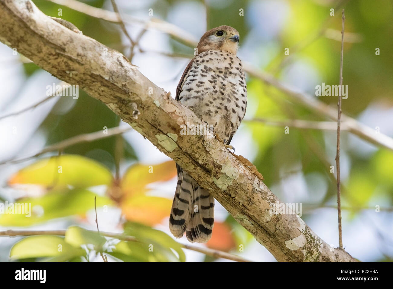 Maurice kestrel Falco punctatus perché sur une branche d'arbre, l'Ile Maurice Banque D'Images