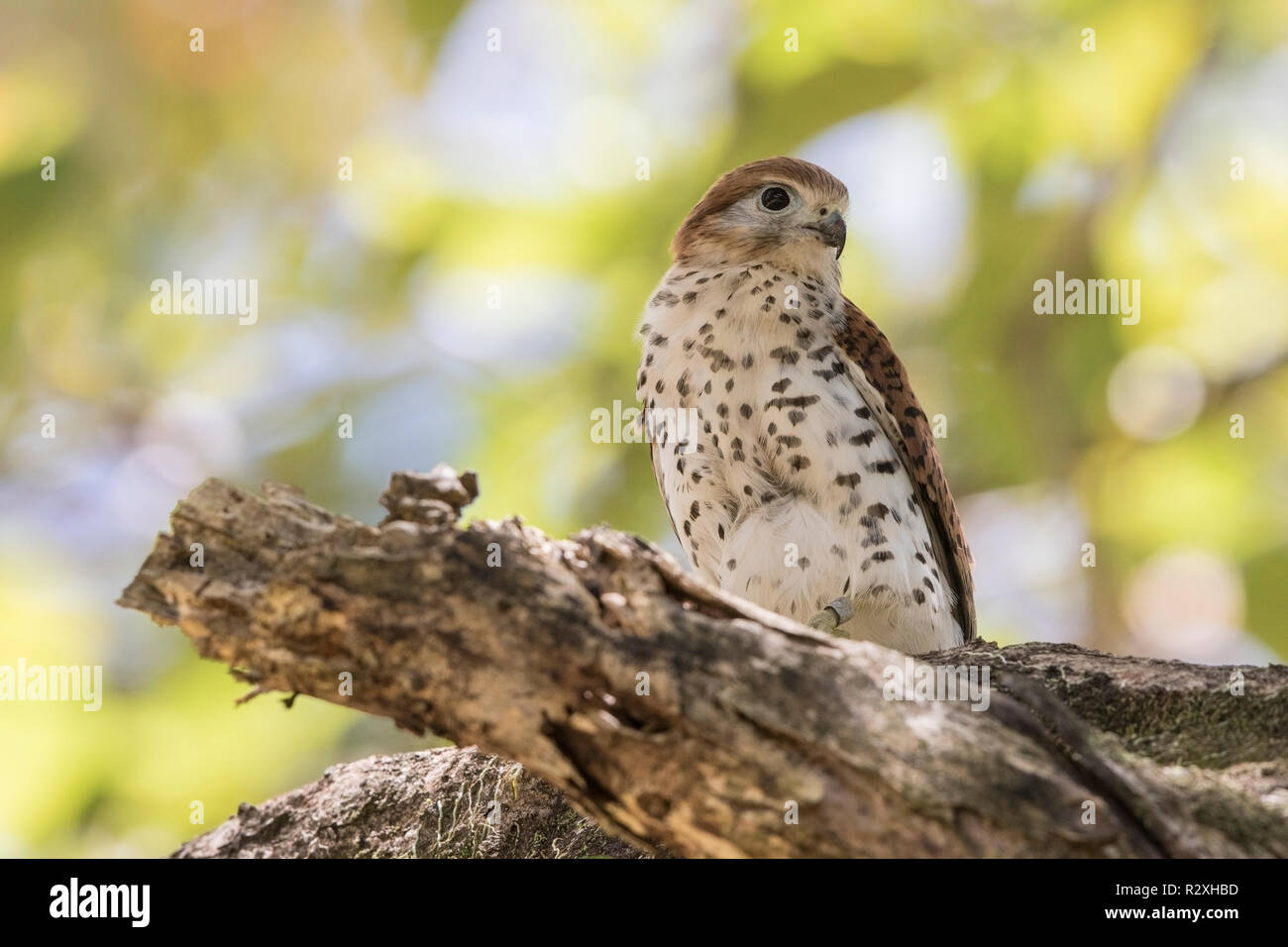 Maurice kestrel Falco punctatus perché sur une branche d'arbre, l'Ile Maurice Banque D'Images