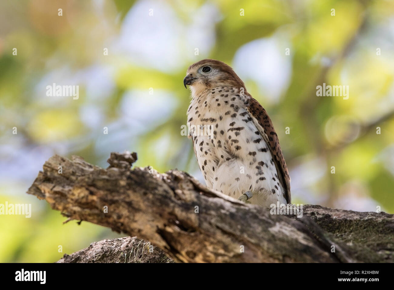Maurice kestrel Falco punctatus perché sur une branche d'arbre, l'Ile Maurice Banque D'Images
