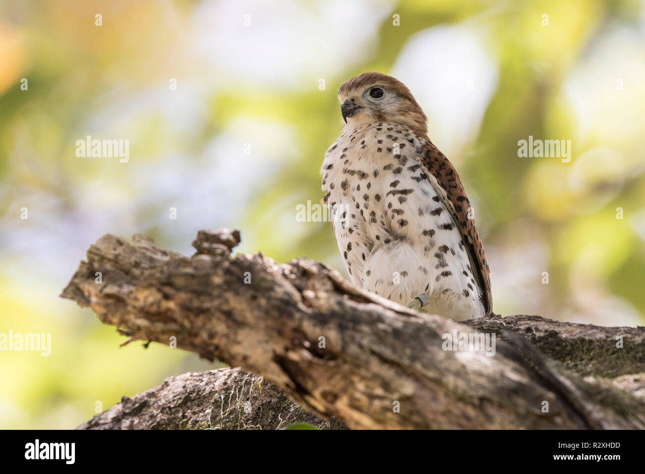 Maurice kestrel Falco punctatus perché sur une branche d'arbre, l'Ile Maurice Banque D'Images