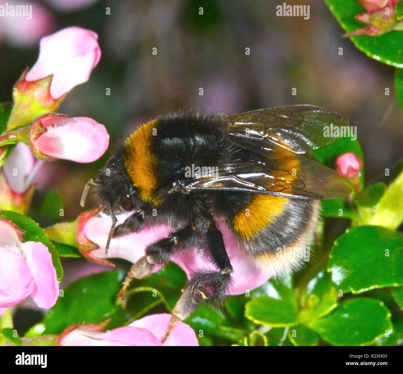 C'est le jardin de bourdons (Bombus hortorum) la collecte de nectar dans le soleil matinal. Banque D'Images