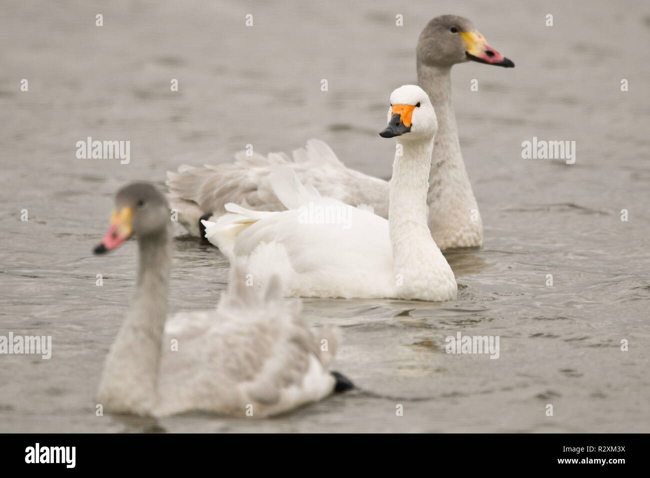 Un adulte le cygne de Bewick, (centre), et son cygnets à Slimbridge Wildfowl & Wetlands Trust, Gloucestershire, après avoir volé de 4000km de la Russie arctique, où un total de 51 oiseaux ont terminé la dernière étape de leur migration vers le Royaume-Uni à rechercher les zones humides sans glace pour se nourrir et se percher. Banque D'Images