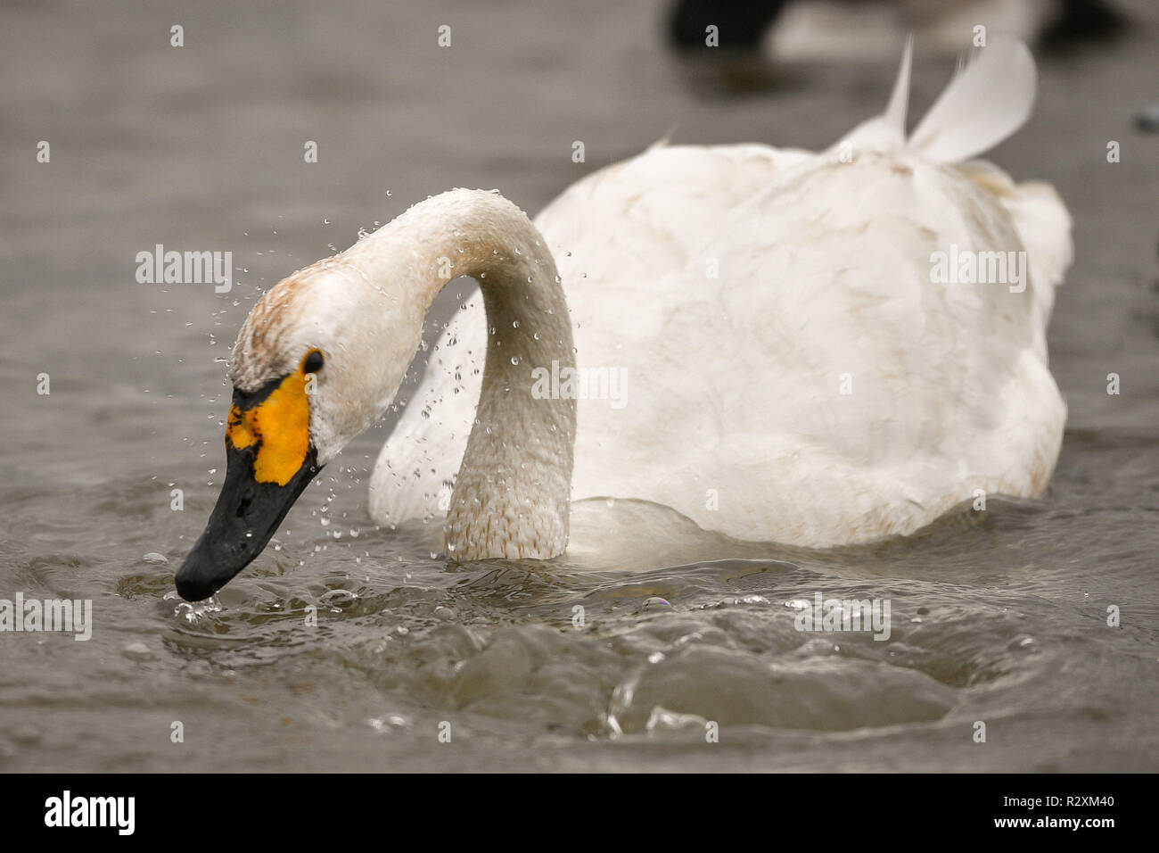 Un le cygne de Bewick à Slimbridge Wildfowl & Wetlands Trust, Gloucestershire, après avoir volé de 4000km de la Russie arctique, où un total de 51 oiseaux ont terminé la dernière étape de leur migration vers le Royaume-Uni à rechercher les zones humides sans glace pour se nourrir et se percher. Banque D'Images