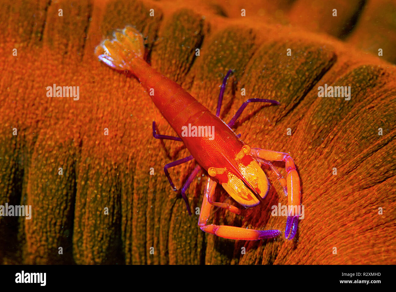 La crevette impériale empereur ou partenaire (crevette Periclemenes Imperator) sur un concombre de mer (Holothuroidea), Sulawesi, Indonésie Banque D'Images