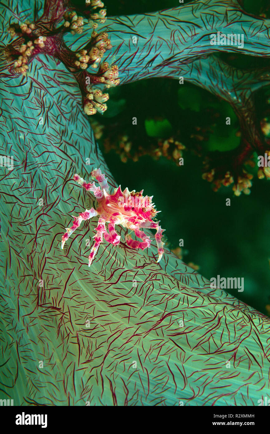 Crabe corail mou ou crabe Hoplophrys oatesii (bonbons) vivant dans les coraux mous (Alcyonacea), île de Wakatobi. Sulawesi, Indonésie Banque D'Images