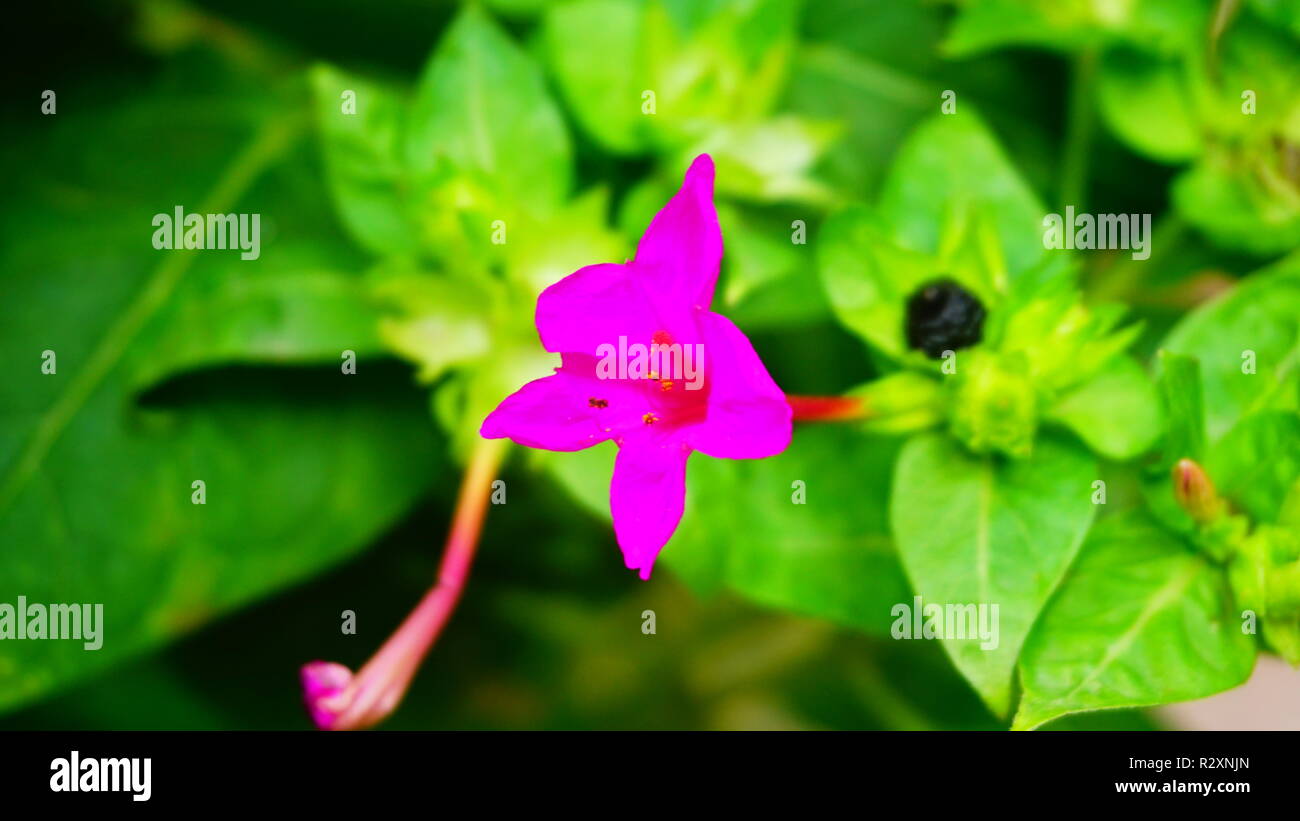 Gros plan de mirabillis jalapa fleur. Banque D'Images